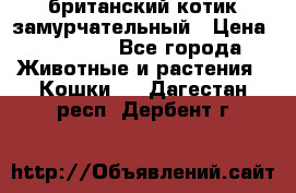 британский котик замурчательный › Цена ­ 12 000 - Все города Животные и растения » Кошки   . Дагестан респ.,Дербент г.